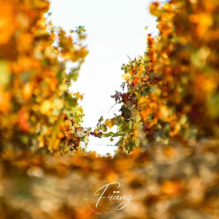 Les Crins Du Vignoble בית נופש Loches-sur-Ource